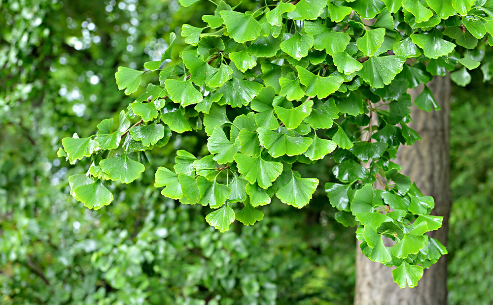 Ginkgo Biloba