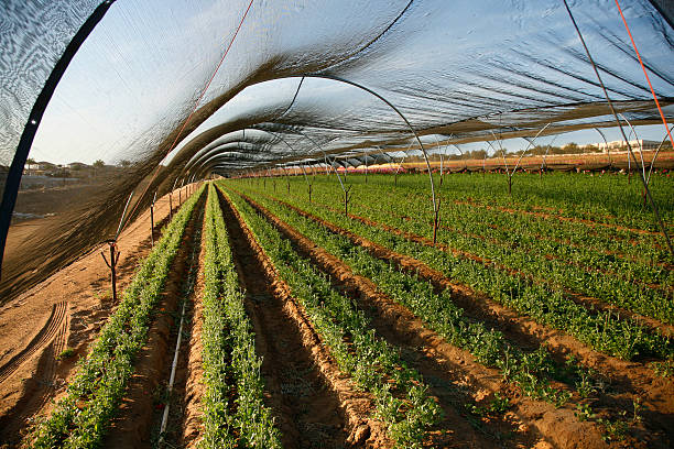 Agriculture Shade Nets for Crop Growth and Protection