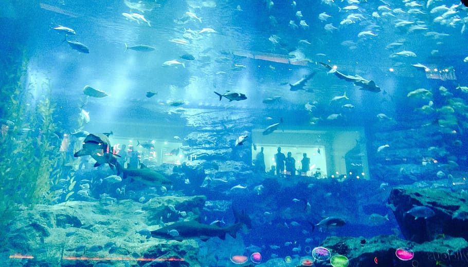 Exploring the Wonders of Dubai Aquarium and Underwater Zoo: A Subaquatic Adventure