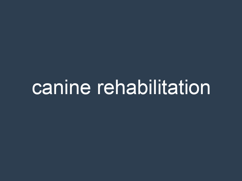 canine rehabilitation